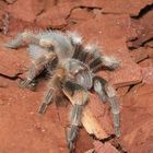 Smithi2