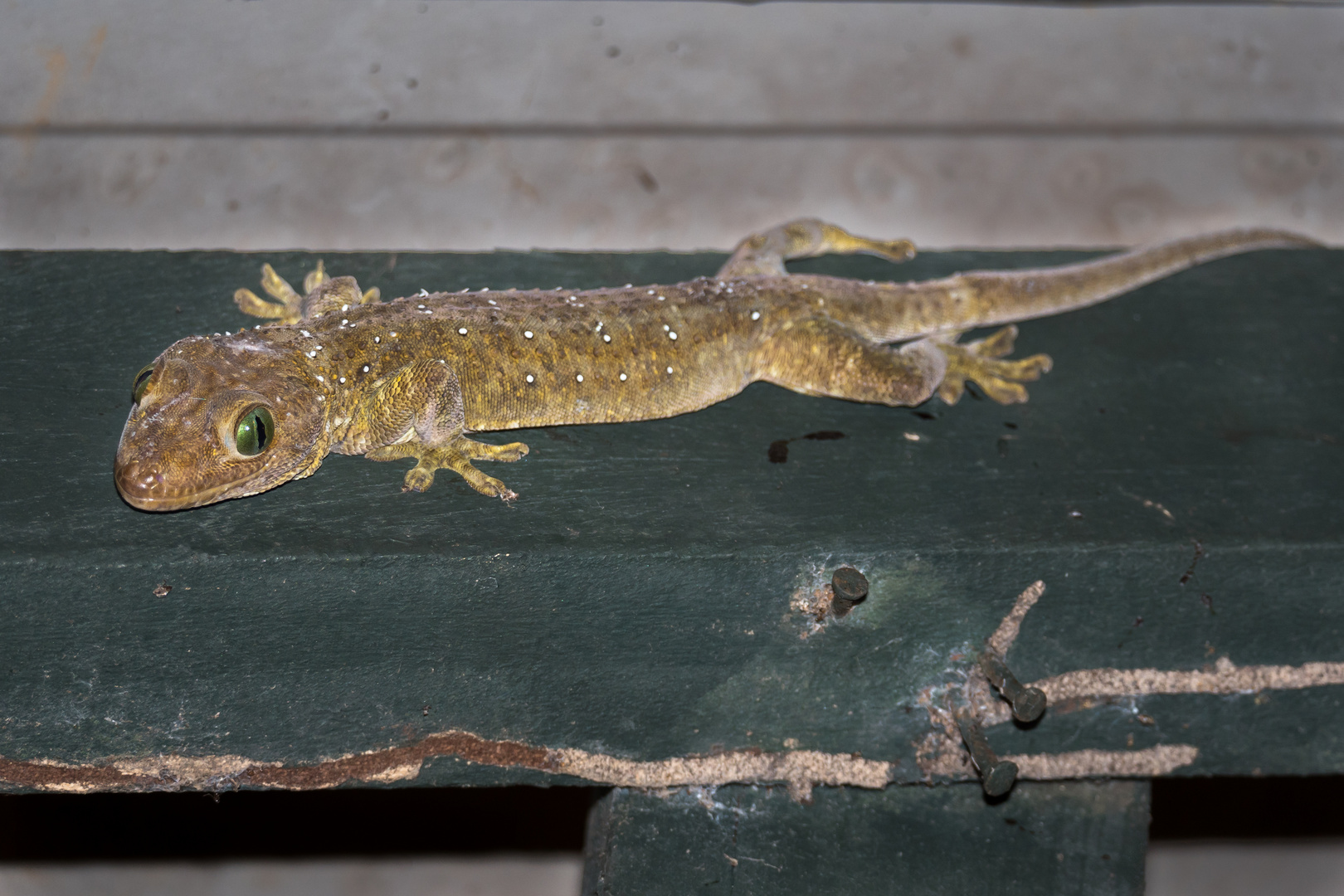 Smith's Grünaugengecko