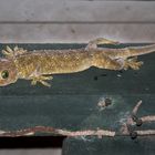 Smith's Grünaugengecko