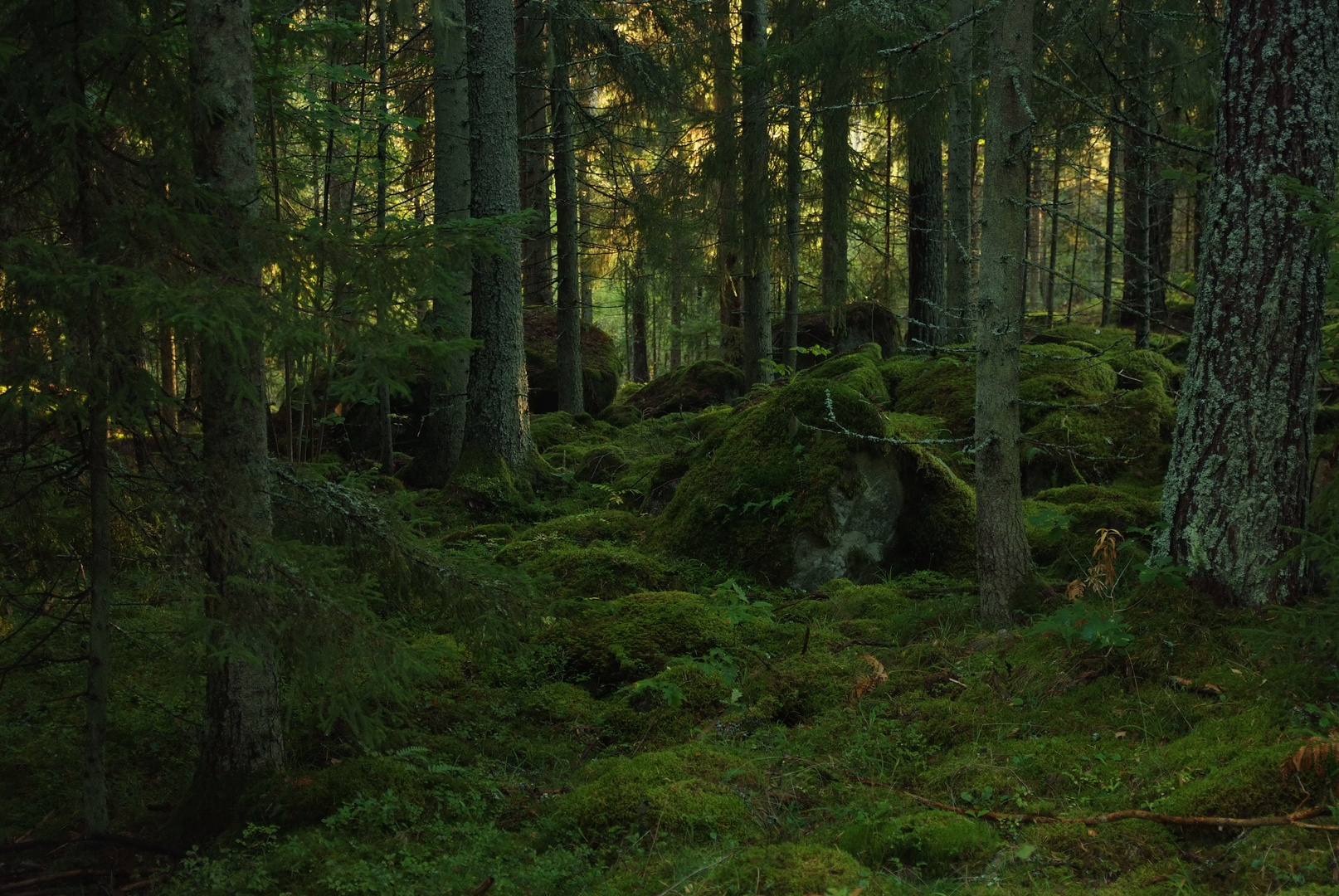 Småland-Wald (2)