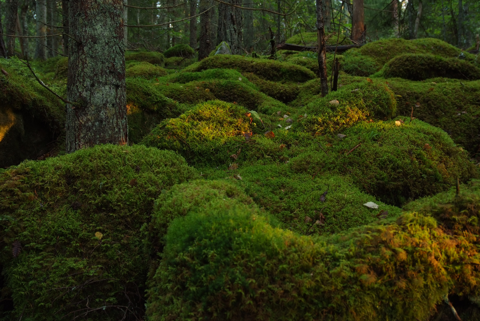 Småland-Wald (3)