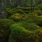 Småland-Wald (3)