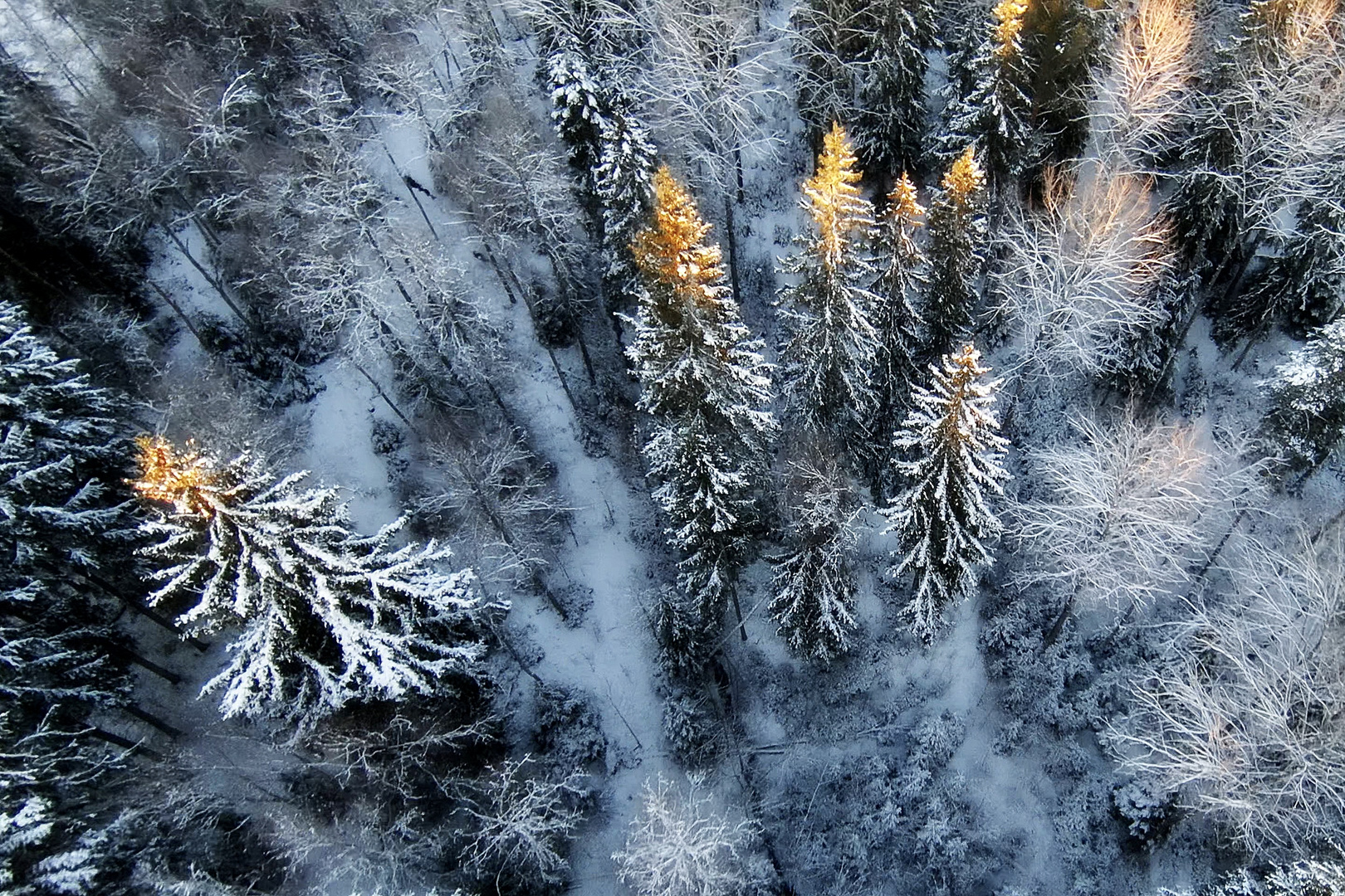 Småland Winter forest