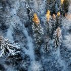Småland Winter forest