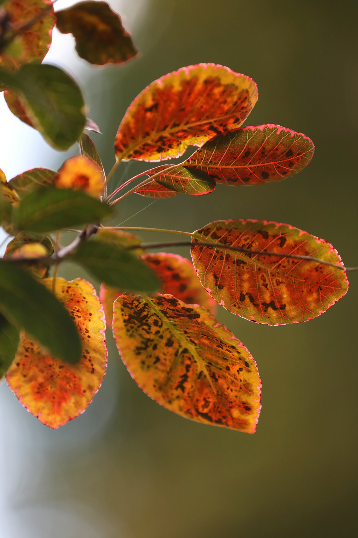 Smoke Bush - Cotinus Coggygria