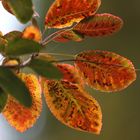 Smoke Bush - Cotinus Coggygria