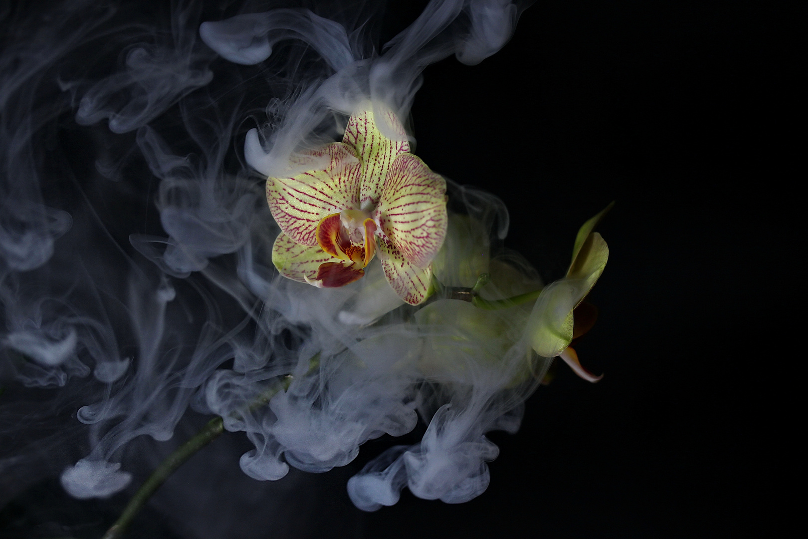 Smoke-Orchidee