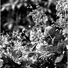 Smoke Tree Blossoms in Springtime 