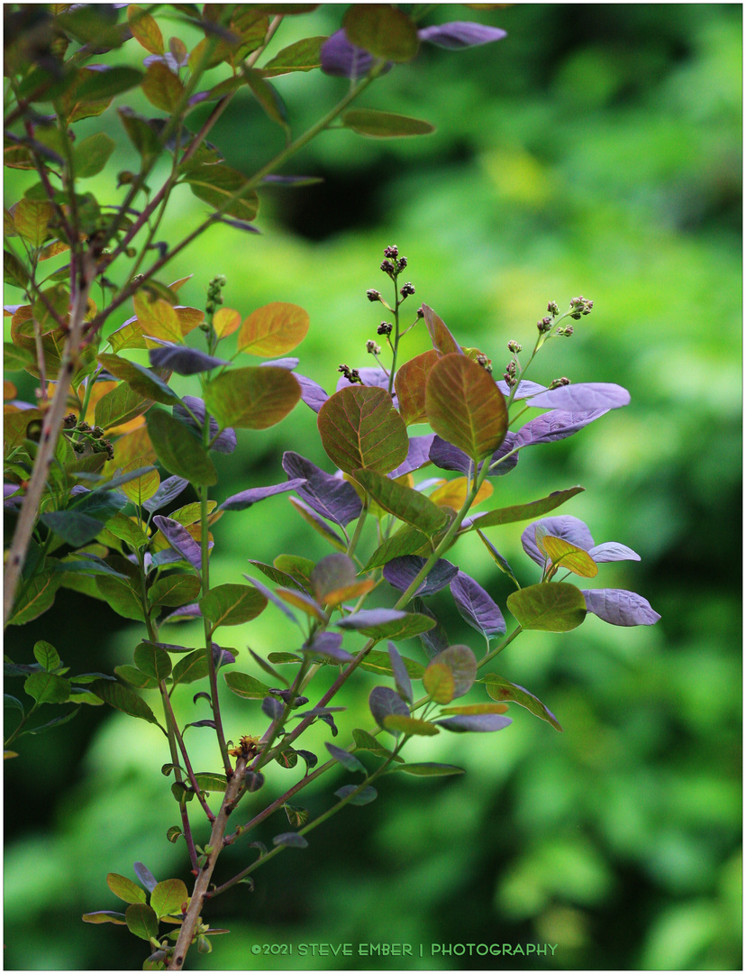 Smoke Tree Buds and Leaves in Early Spring 