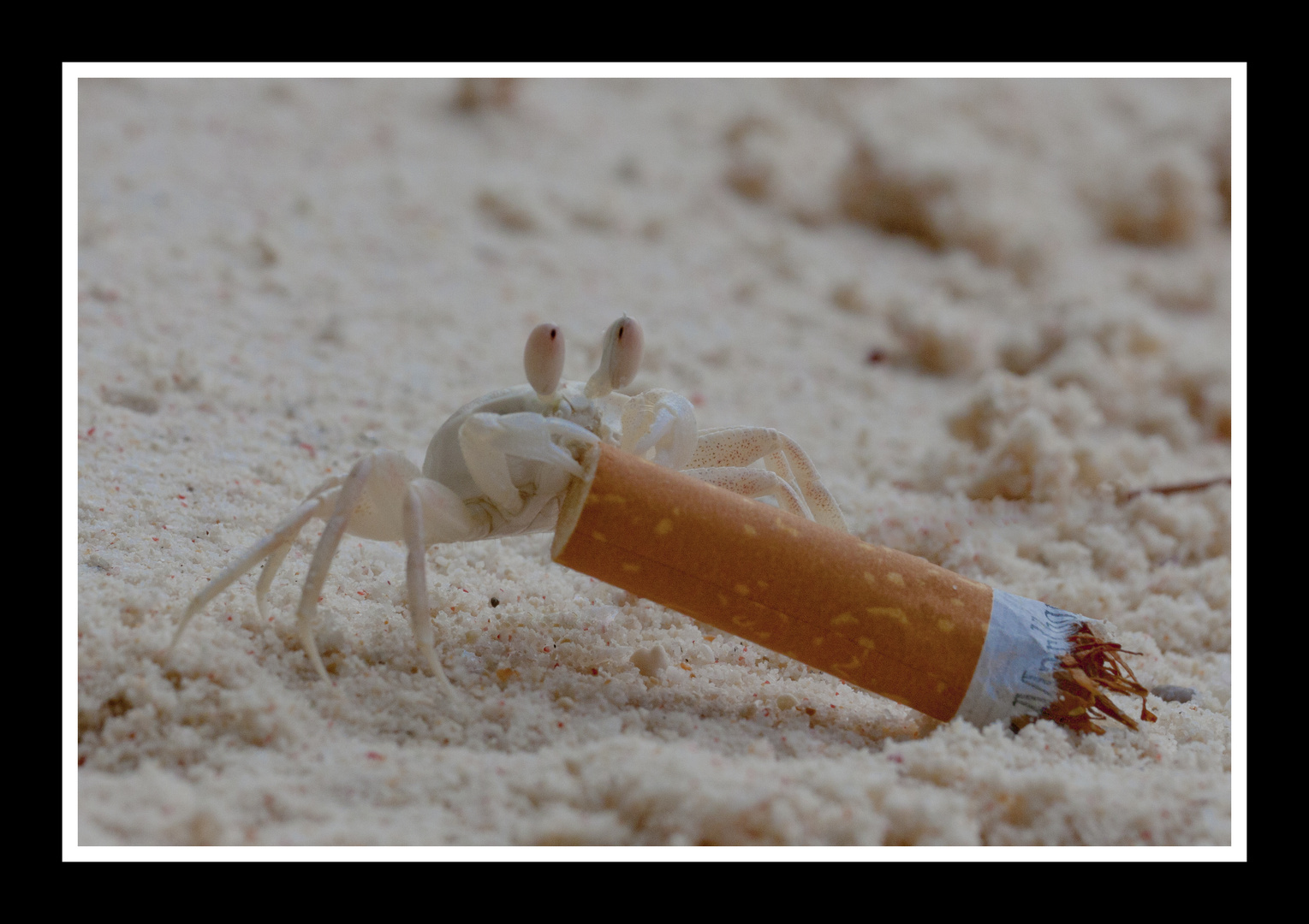 smokin crab