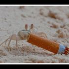 smokin crab