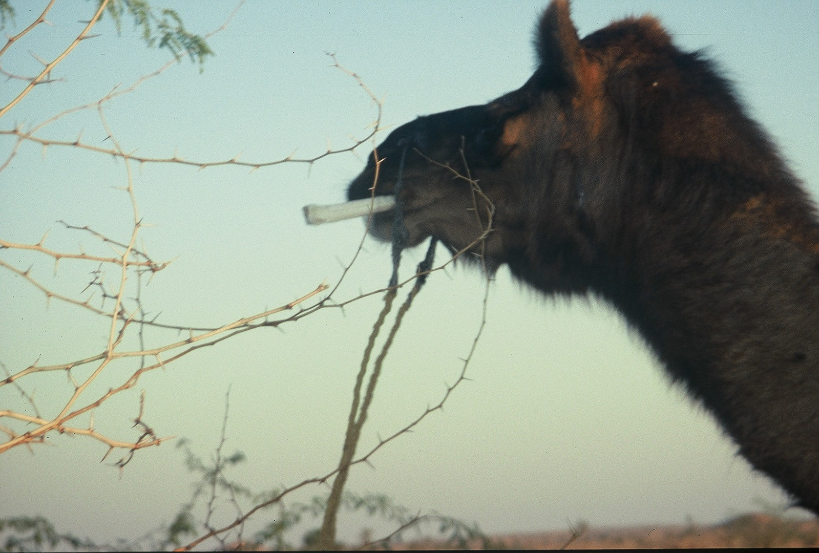 Smoking Camel