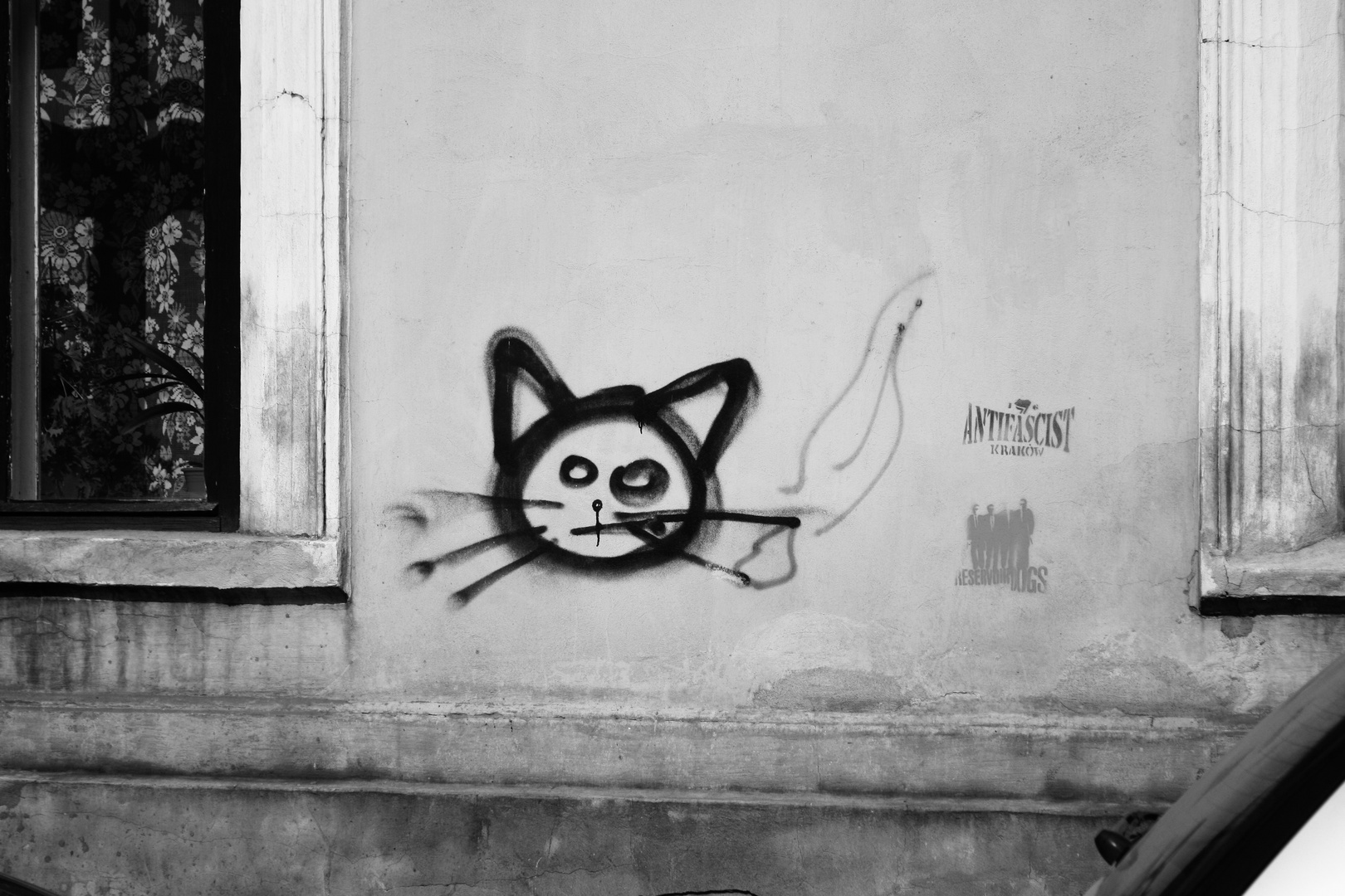 Smoking cat