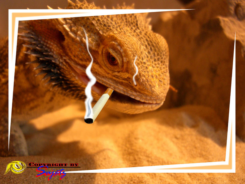 Smoking dragon^^