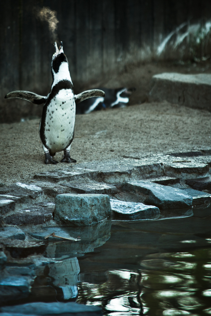 smoking penguin