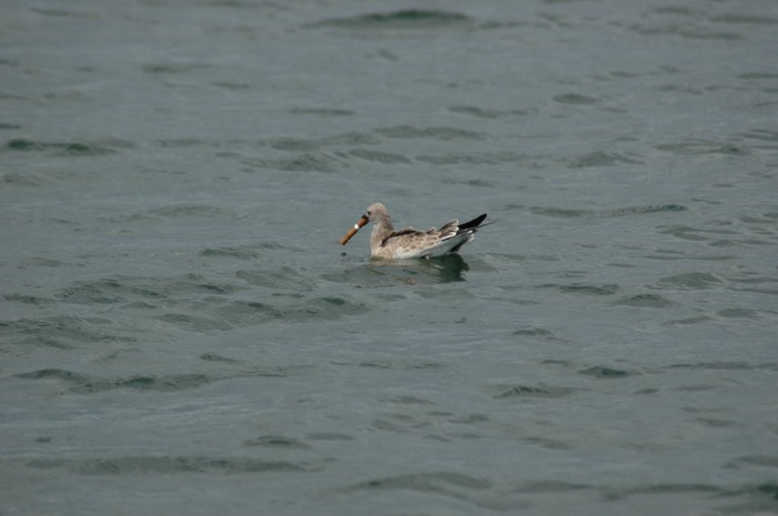 Smoking Sea Gull