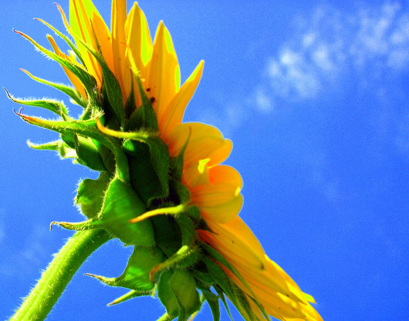 Smoking Sunflower