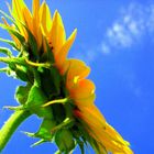 Smoking Sunflower