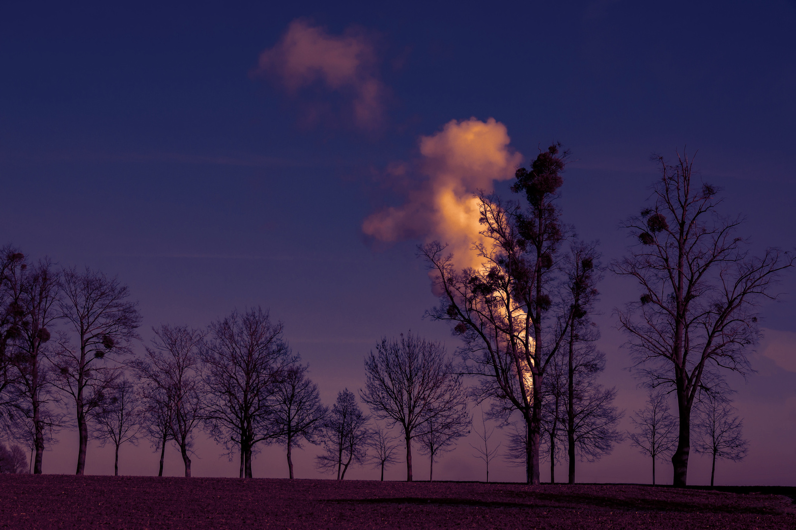 Smoking Tree - Different Light 1