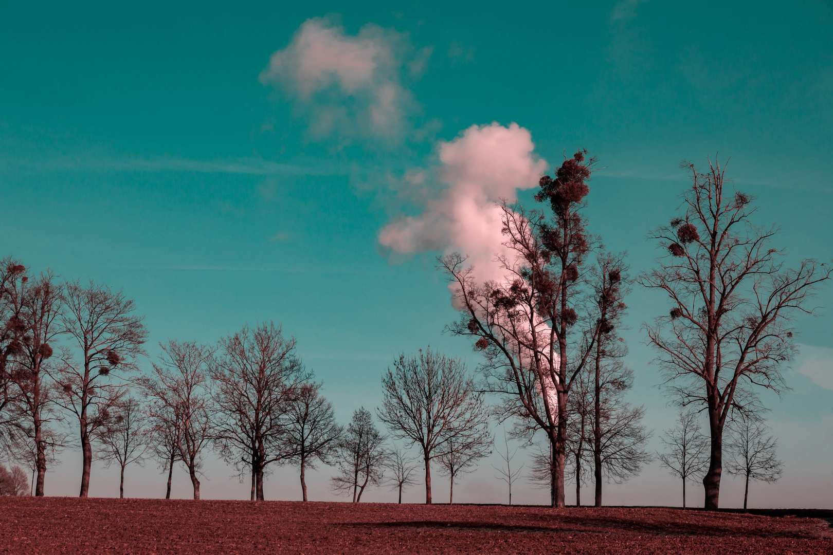 Smoking Tree - Different Light 2