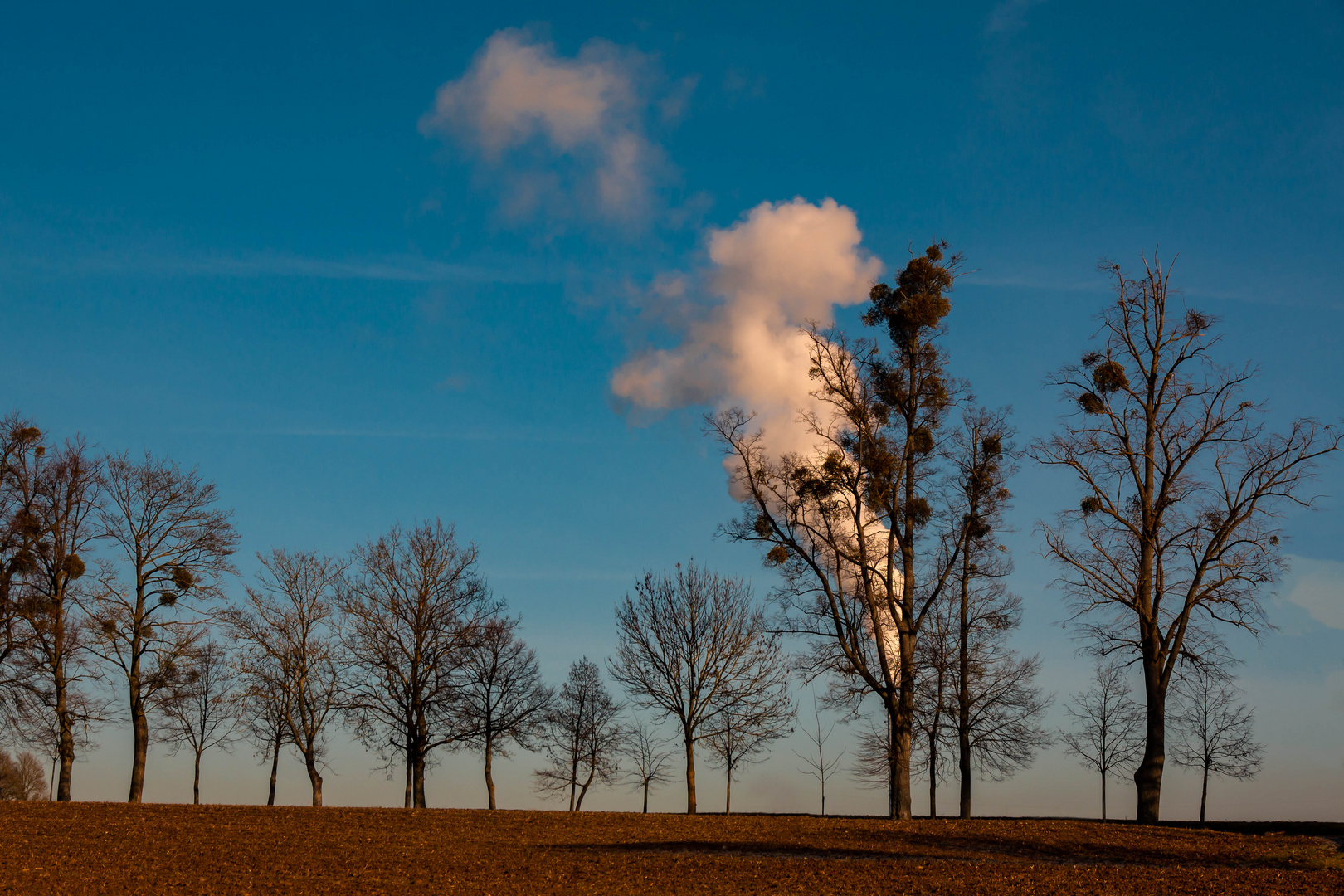 Smoking Tree - Different Light 3