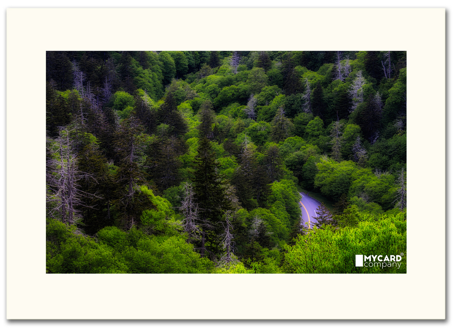 Smoky Mountains trees & road Donnerstag, 1. Juni 2017