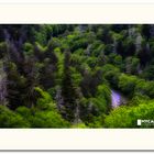 Smoky Mountains trees & road Donnerstag, 1. Juni 2017