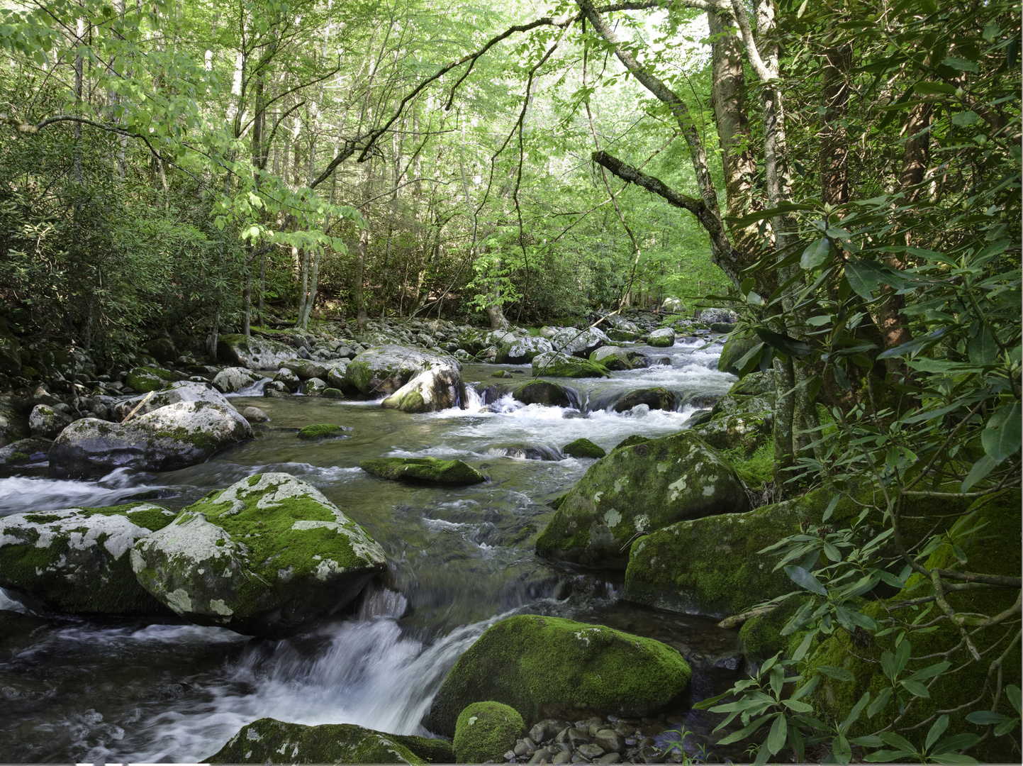 Smoky Mt. Stream