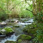 Smoky Mt. Stream