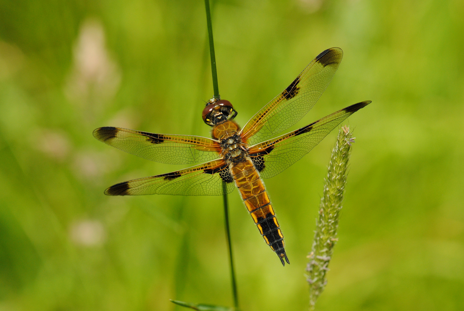 ~ Smoky Symmetry ~ (Libellula quadrimaculata, Forma praenubila)