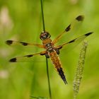 ~ Smoky Symmetry ~ (Libellula quadrimaculata, Forma praenubila)