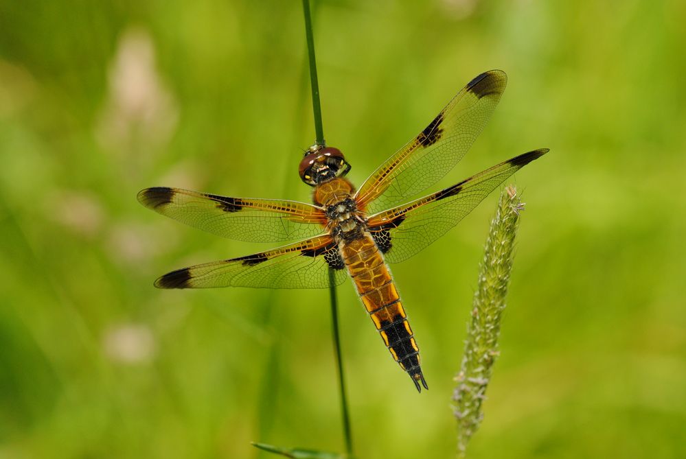 ~ Smoky Symmetry ~ (Libellula quadrimaculata, Forma praenubila)