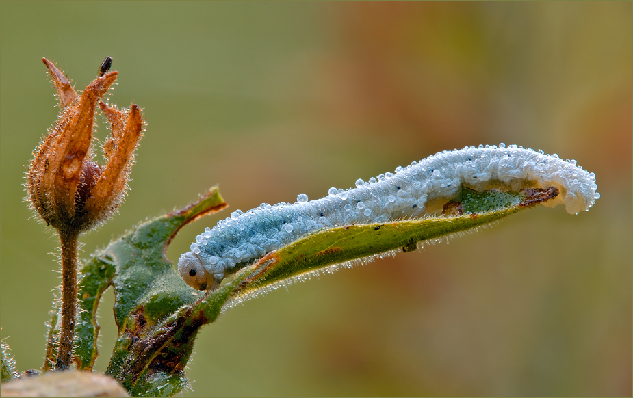 ~ smooth caterpillar ~