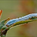 ~ smooth caterpillar ~