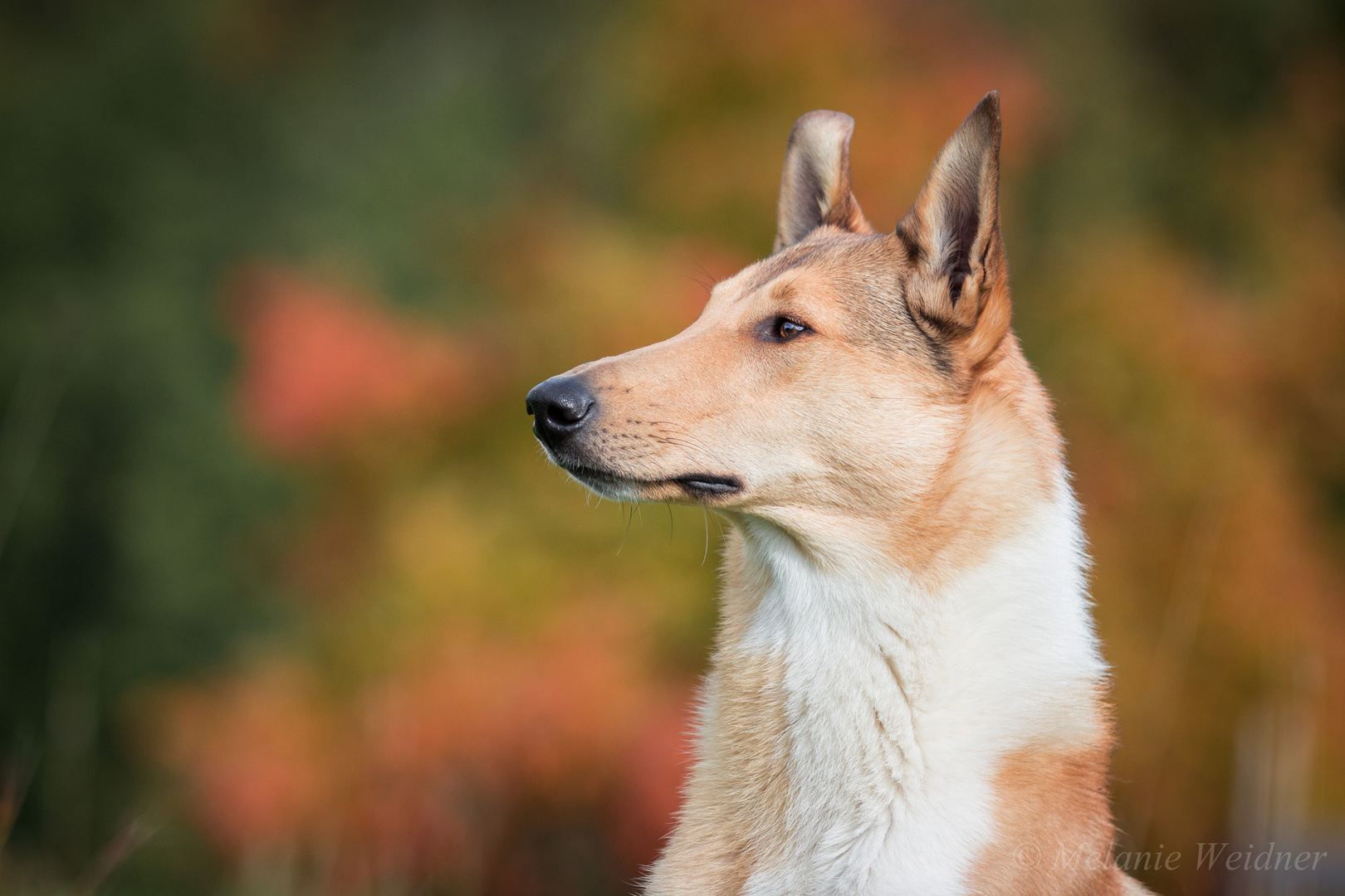 Smooth Collie