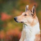 Smooth Collie