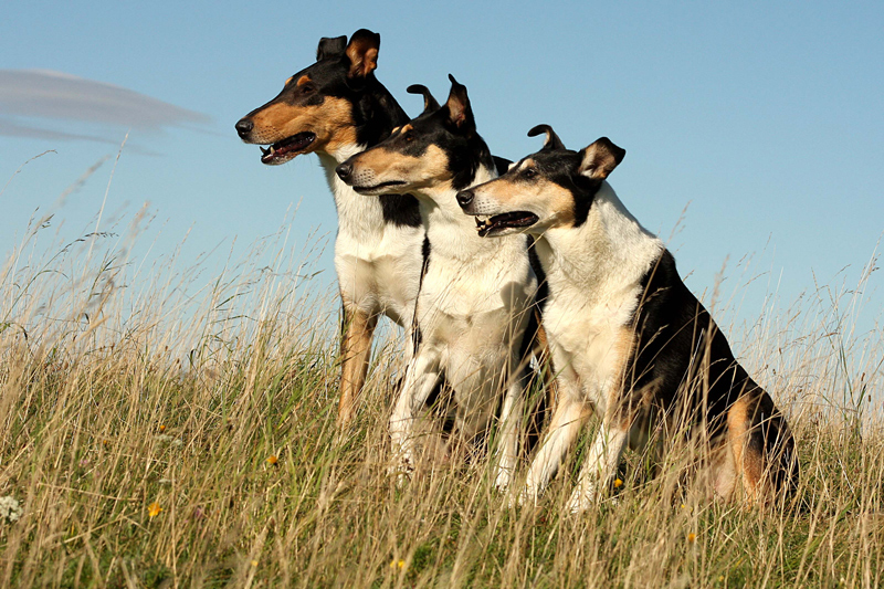 Smooth Collies