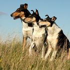 Smooth Collies