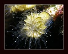 Smooth Flower Coral