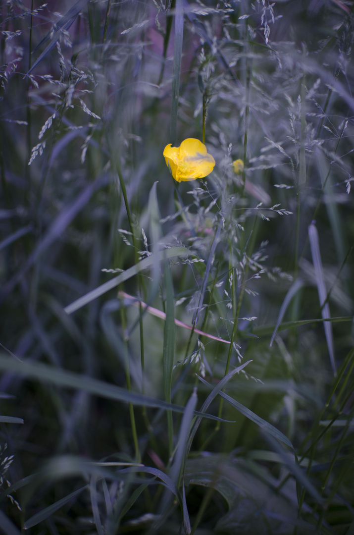 Smooth Yellow Violet