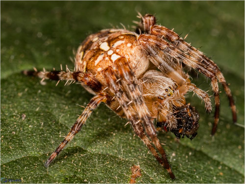 Smoothie für ne Spinne