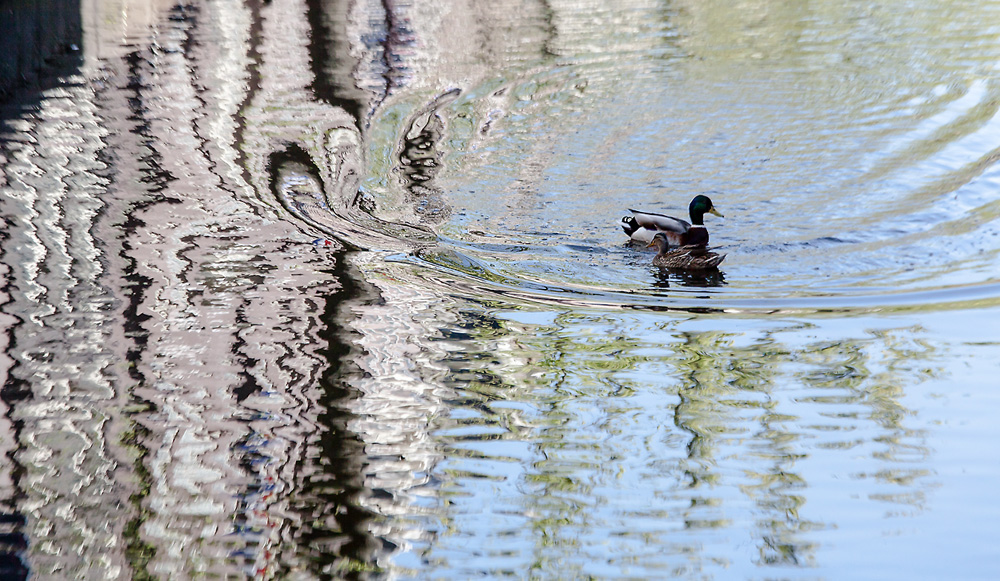 Smudging ducks