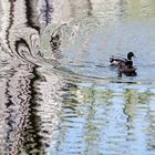 Smudging ducks