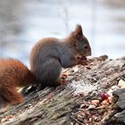 Snack am See