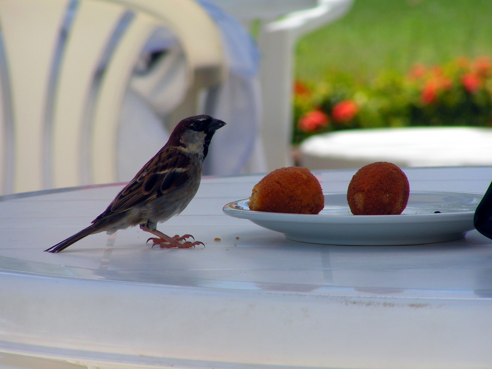 snack bird