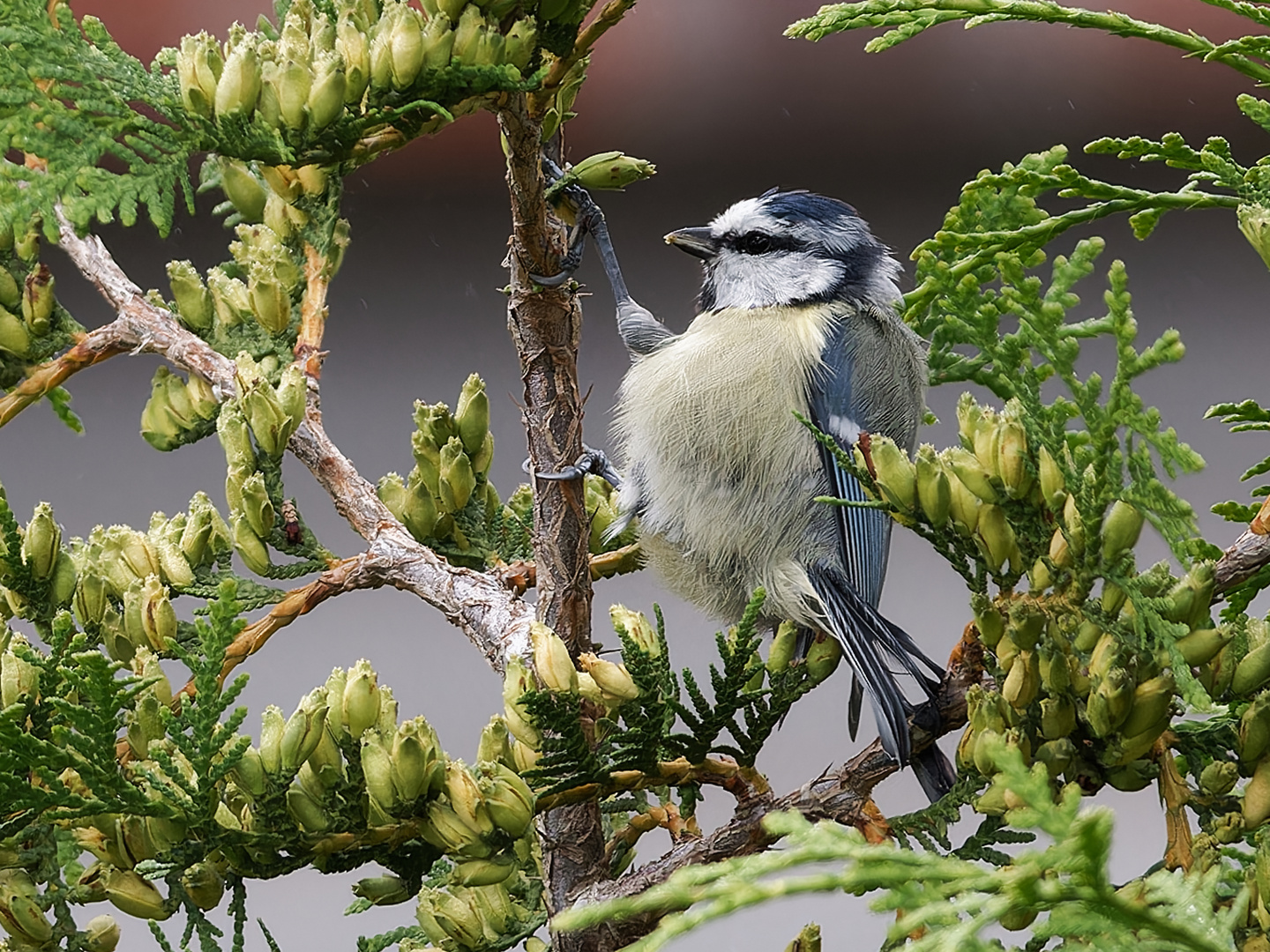 Snack - Blaumeise.