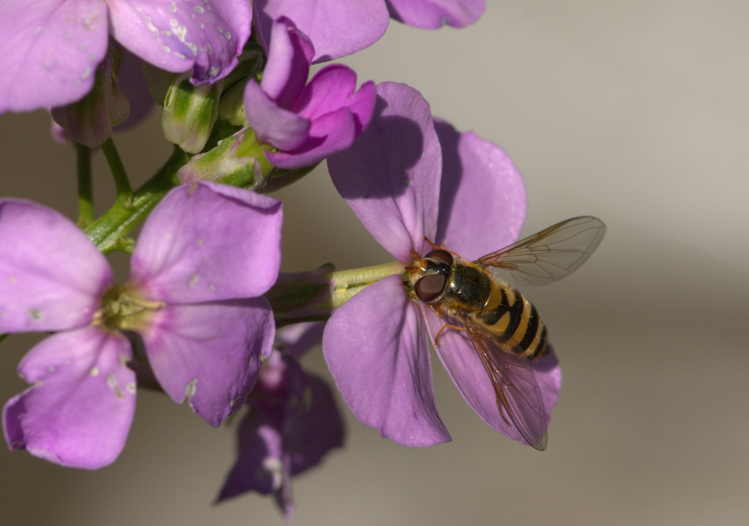 Snack im Blumenbeet