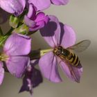 Snack im Blumenbeet