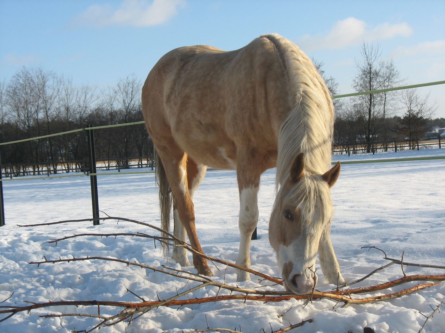 Snack im Winter