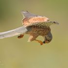 snack in flight